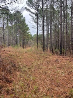 /international/us/county-road-151a-randolph-ms-110103921677/