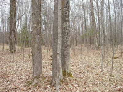 /international/us/4th-add-margaret-ln-lot-1-park-falls-wi-110098394790/
