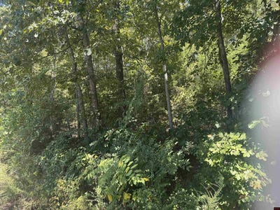 /international/us/760-06653-000-lynette-avenue-bull-shoals-ar-110119643128/