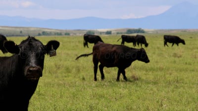 /international/us/48999-county-road-48-other-not-in-list-co-110108631936/