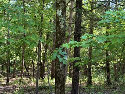 /international/us/cedar-lane-lot-40-rockaway-beach-mo-110107988845/