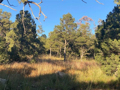 /international/us/15-wild-wings-circle-pecos-nm-110080180459/