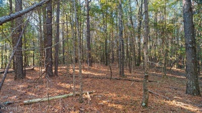 /international/us/jimmie-drive-forest-ms-110103343572/