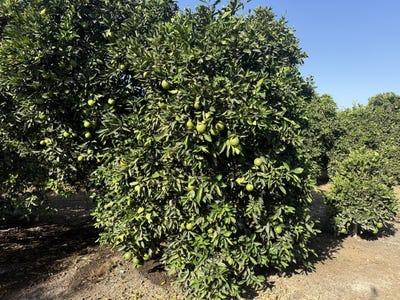 /international/us/25389-ave-120-porterville-ca-110120484864/