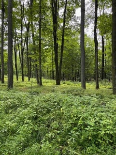 /international/us/80-acres-n-branch-road-wittenberg-wi-110101195903/?lang=en