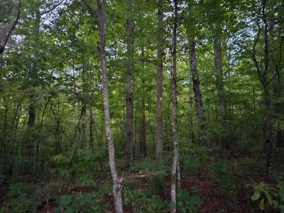 /international/us/sandy-road-n-o-sells-cemetery-road-wilder-tn-110094554479/