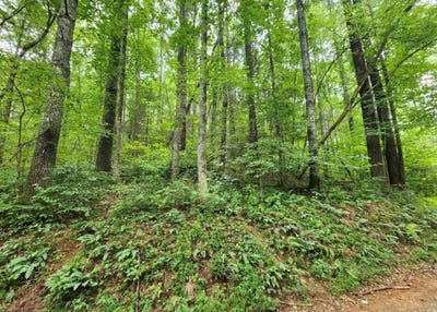 /international/us/2a-poplar-cove-suches-ga-110109139396/