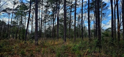 /international/us/nhn-hwy-11-poplarville-ms-110106176830/