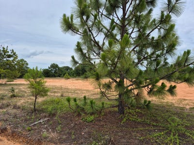 /international/us/county-road-334-plantersville-al-110120112690/