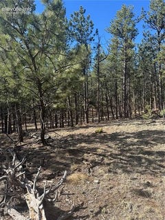 /international/us/642-matterhorn-drive-florissant-co-110107990188/