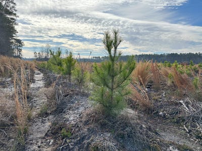 /international/us/0-mulberry-rd-saint-george-sc-110090513819/?lang=zh-tw
