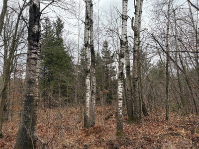 /international/us/on-sheep-camp-road-ladysmith-wi-110120584088/