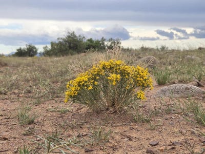 /international/us/vl-willow-springs-ranch-lot-2-9-san-antonio-nm-110102573065/
