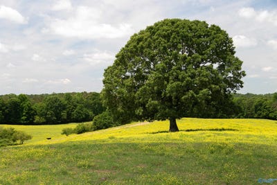 /international/us/120-5-acres-county-road-974-logan-al-110092026337/