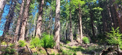 /international/us/403-131042-redmond-road-eureka-ca-110106227434/