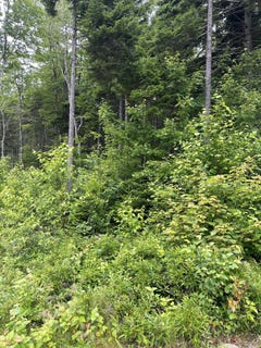 /international/us/estates-road-lot-44-steuben-me-110107400410/