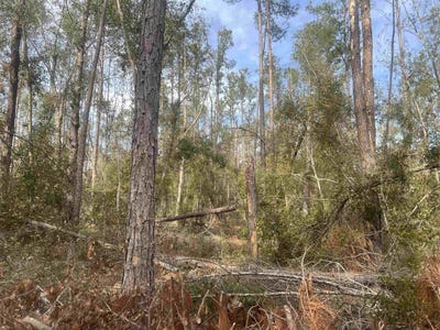 /international/us/14th-trace-live-oak-fl-110108945052/
