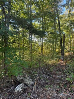 /international/us/ivy-lane-lot-80-wellington-ky-110120459750/