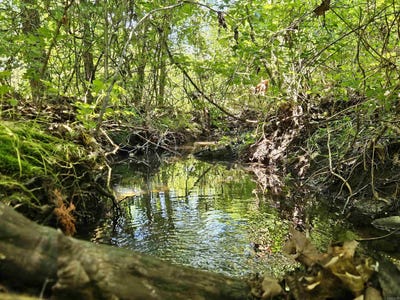 /international/us/169-cedar-creek-road-marshall-ar-110099668365/