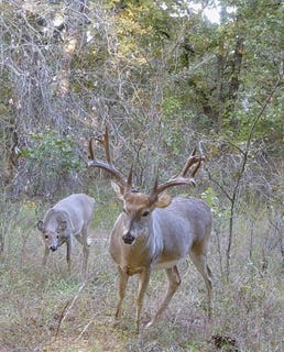 /international/us/7000-7016-loblolly-rd-henryetta-ok-110103337584/