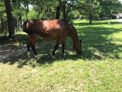 /international/us/298-jenkins-rd-cedar-creek-tx-110095346274/