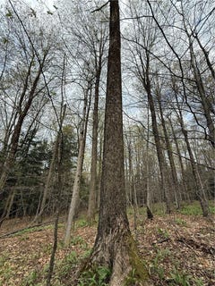 /international/us/saunders-gulf-road-west-winfield-ny-110107892089/