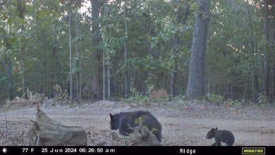 /international/us/county-road-630-gainesville-mo-110107820634/