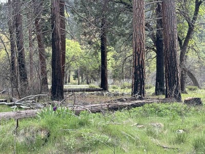 /international/us/6120-diamond-mountain-road-taylorsville-ca-110107308094/