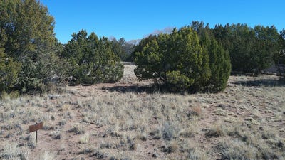 /international/us/concho-valley-1-drive-concho-az-110106354705/