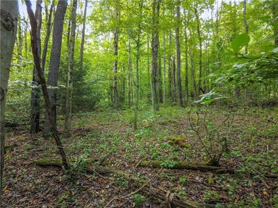 /international/us/0-mcclain-chippewa-twp-pa-110101933351/