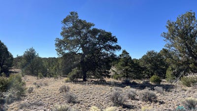 /international/us/pinewood-circle-road-pie-town-nm-110103234595/