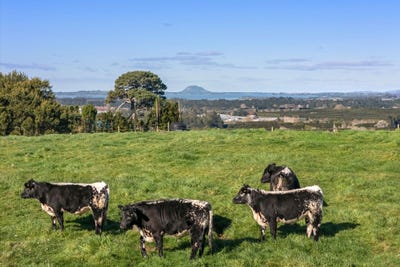 /international/nz/263-hot-springs-road-katikati-bay-of-plenty-380119882011/