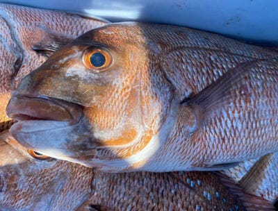 /international/nz/snapper-express-charters-limited-thames-coromandel-380119831605/