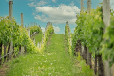 /international/nz/lot-3-willow-lane-martinborough-wairarapa-380119937354/