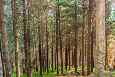 /international/nz/pine-farm-65-tiniroto-gisborne-380119808836/