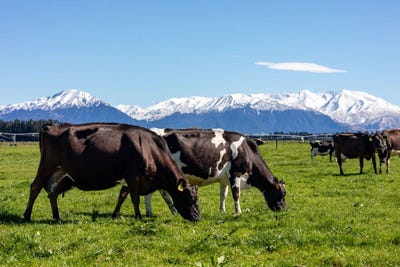/international/nz/1612-ashburton-staveley-road-winchmore-canterbury-380120078945/