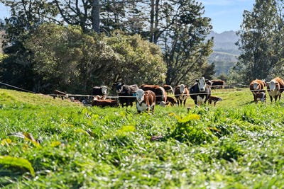 /international/nz/686-wright-road-aongatete-bay-of-plenty-380119942326/