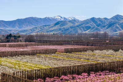 /international/nz/5221-kurow-duntroon-road-duntroon-otago-380120026074/