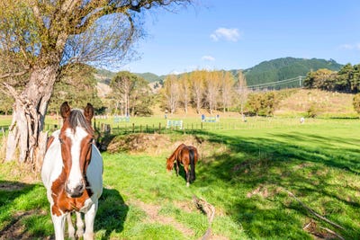 /international/nz/84-derham-road-te-horo-wellington-380119812878/