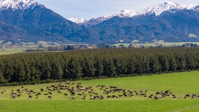 /international/nz/springburn-bushside-road-ashburton-canterbury-380120025471/