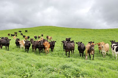 /international/nz/0n-end-of-harkness-rice-way-oakura-taranaki-380119804473/