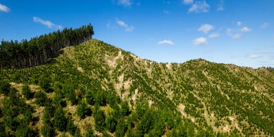 /international/nz/waihora-forest-bruce-road-whatatutu-whatatutu-gisborne-380119821942/