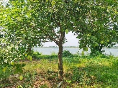 /international/kh/peam-oknha-ong-lvea-aem-kandal-360107123945/