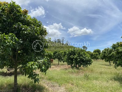 /international/kh/ta-krei-kamrieng-battambang-360107119179/