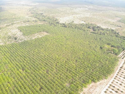 /international/kh/kraya-santuk-kampong-thom-360107107620/