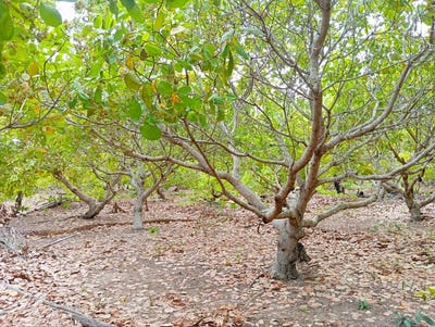 /international/kh/boeung-lvea-santuk-kampong-thom-360107114795/