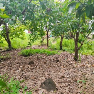 /international/kh/bos-khnor-chamkar-leu-kampong-cham-360107113660/