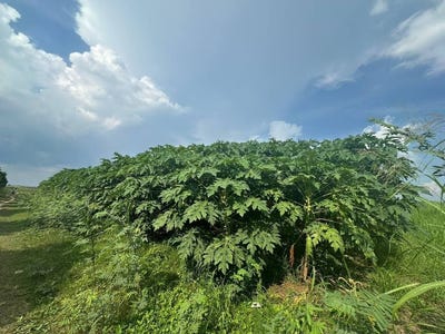 /international/kh/akreiy-ksatr-lvea-aem-kandal-360107110292/