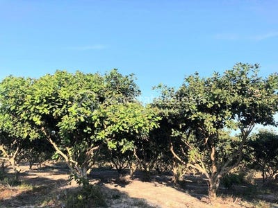 /international/kh/rohas-rovieng-preah-vihear-360107107636/
