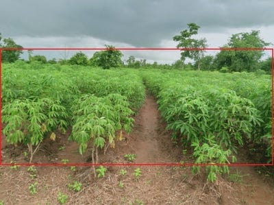 /international/kh/sror-aem-choam-ksant-preah-vihear-360107113222/